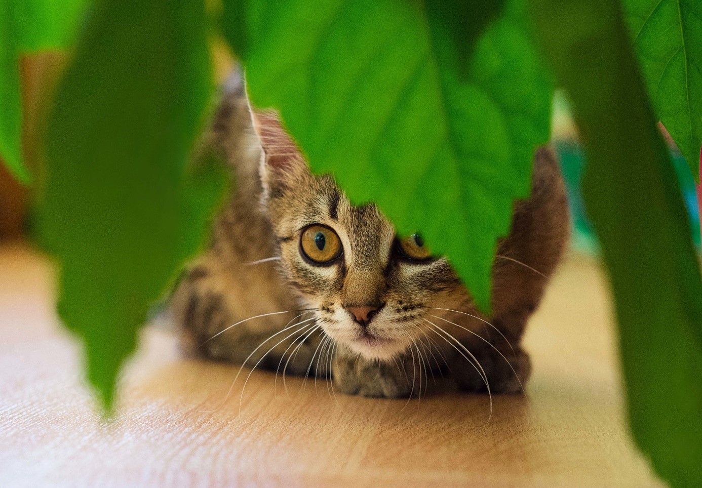 Kat onder plant