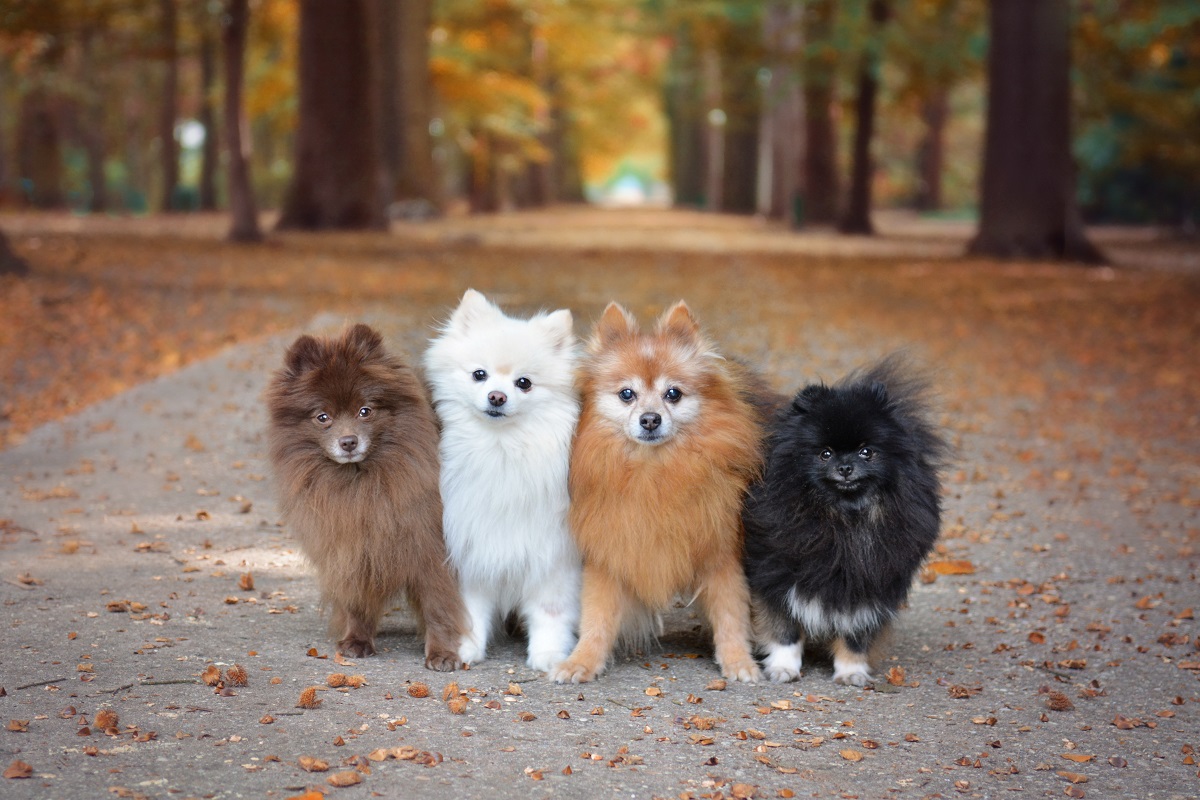 Dwergkeeshond